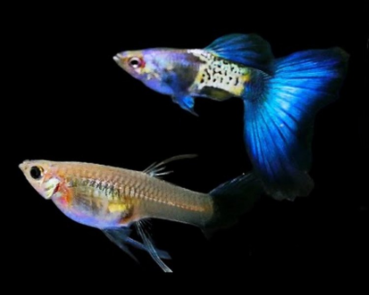 Blue Metal Snakeskin Guppy Pairs ~ 2.5-3cm